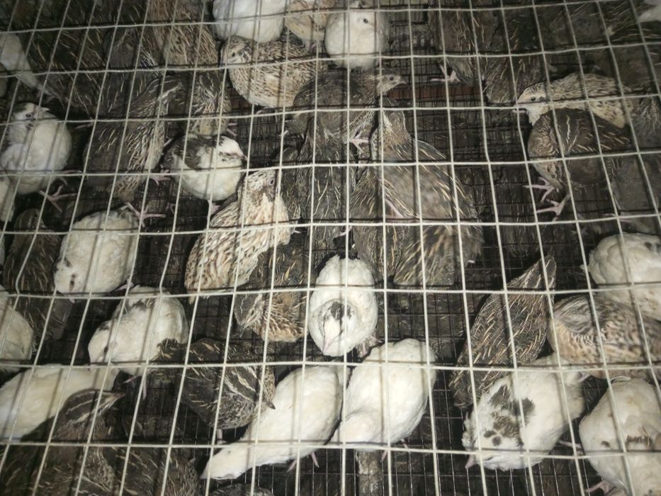 Tugʻishga kirgan bedanalar va bedana goʻshti sotiladi