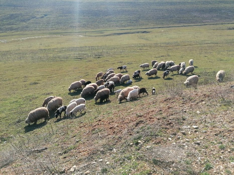 Ovine de vânzare