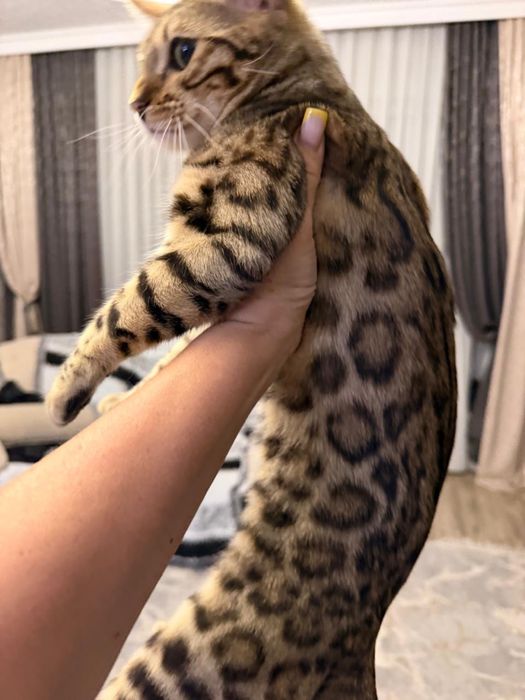 Бенгальская кошка