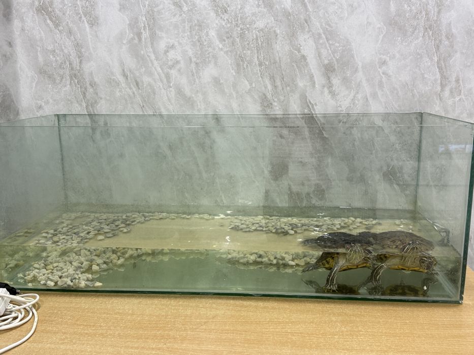 Аквариум с черепахами