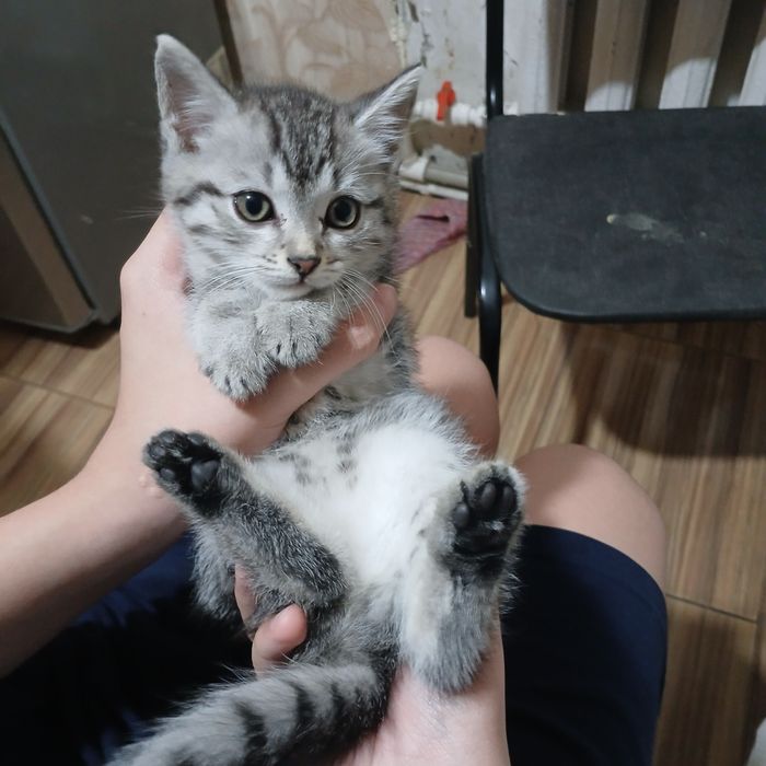 Отдам котят в добрые руки месячные сами кушают пьют