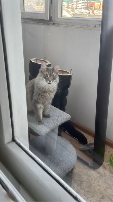 Отдадим в хорошие руки.