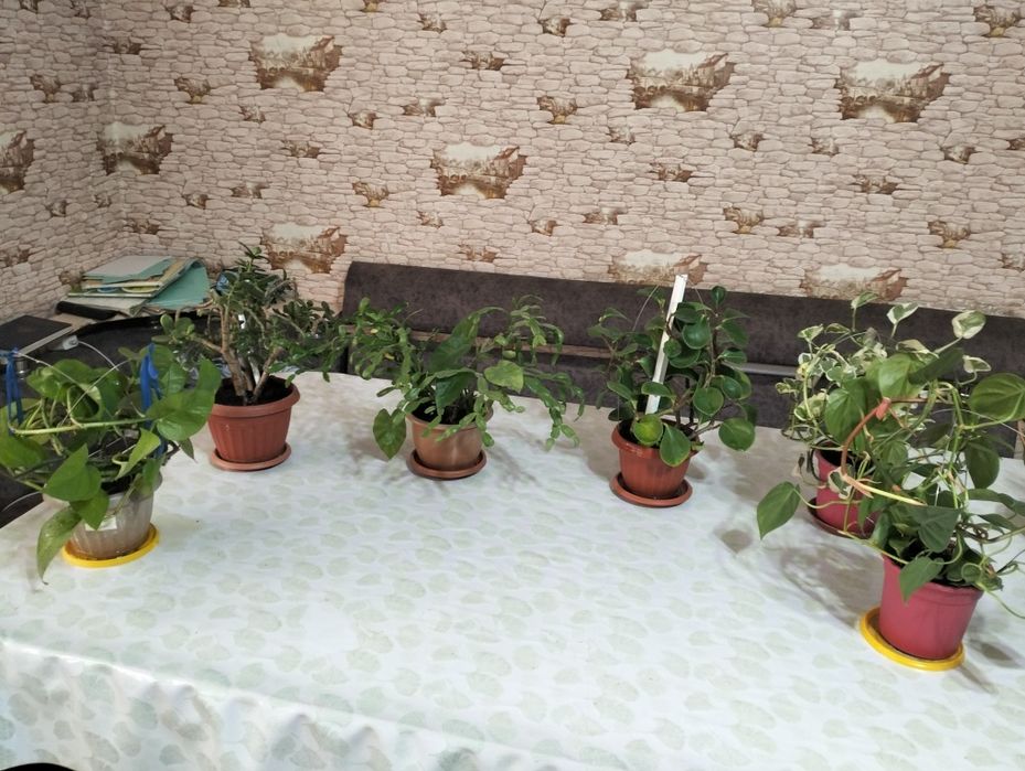 Домашние цветы. Цены ниже рыночных.