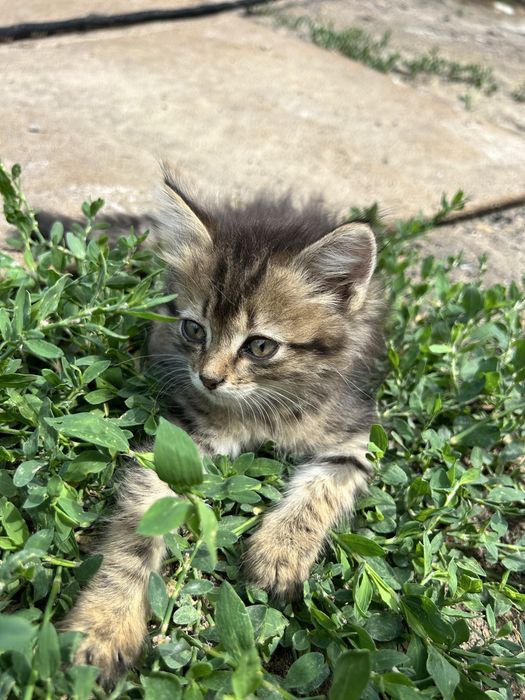 Котята, в добрые руки