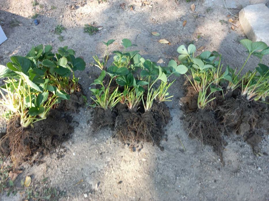 Разсад целогодишни ягоди Мурано