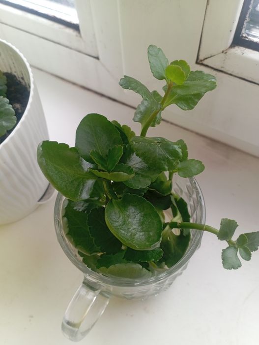 Каланхоэ отростки продам