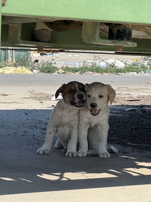 Catelusi spre adoptie