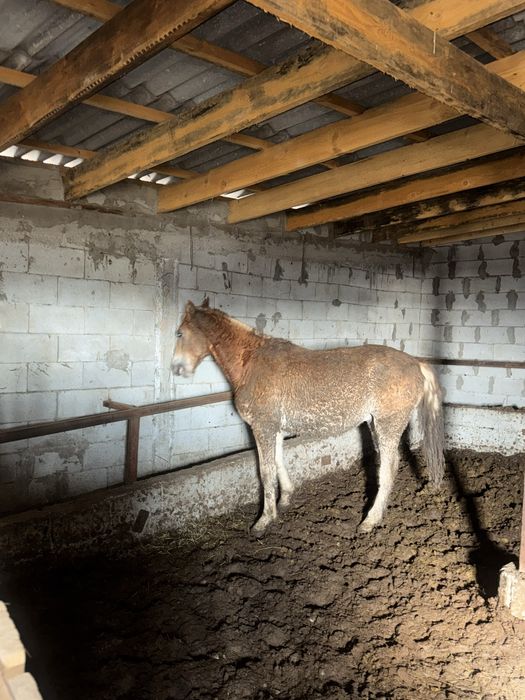 Согым ет тай жылкы