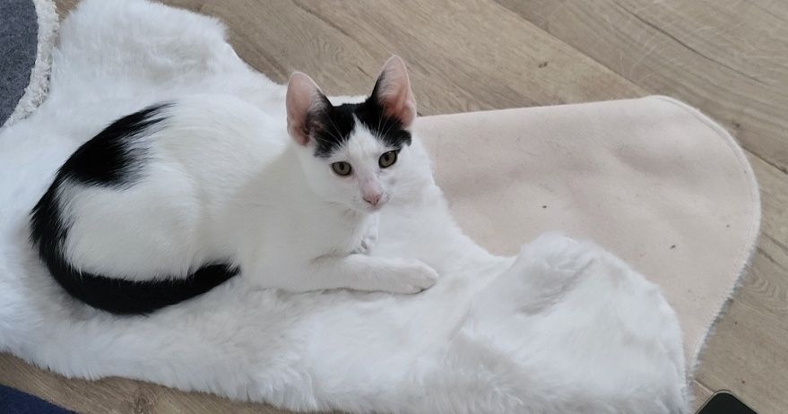 Gratis: Dau spre adoptie pui pisica femela blanda Tg Mures