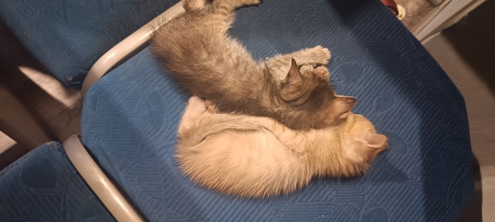 Отдам котят в добрые руки