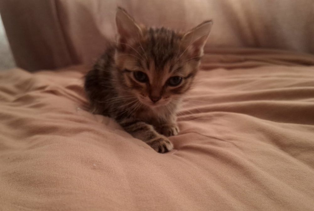 Котята в хорошие руки