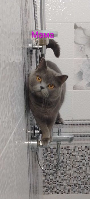 Британски принцеси