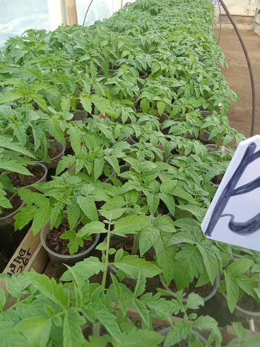 Рассада томата (помидор).