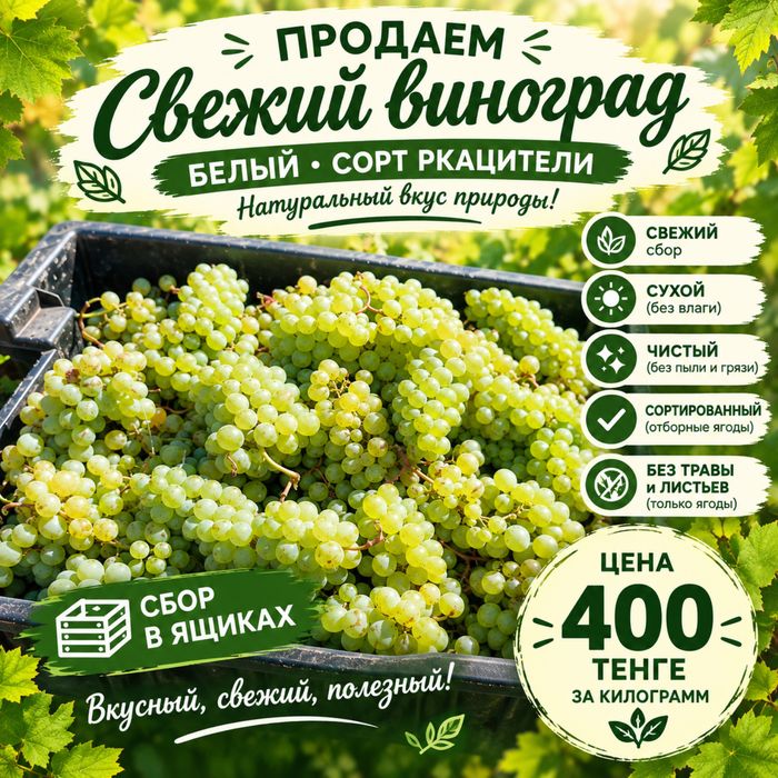 Белый виноград. Сорт ркацители. Виноград на вино