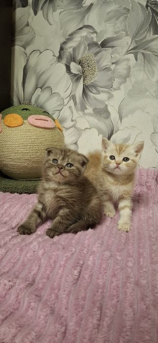 Шотландские котята