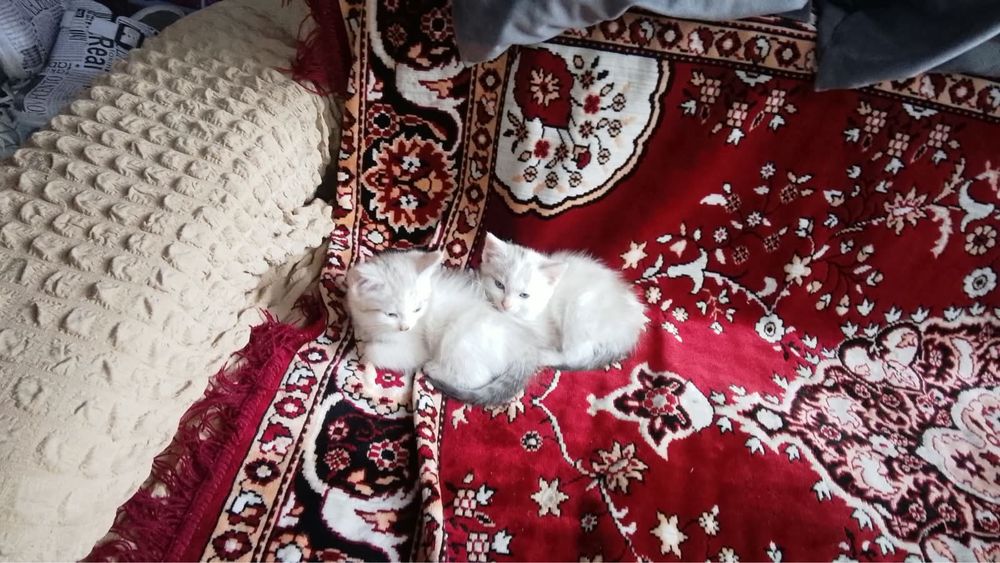 Котятя бесплатно