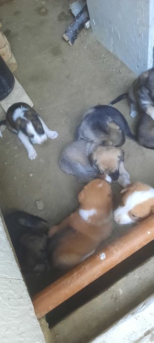 Бесплатно щенята