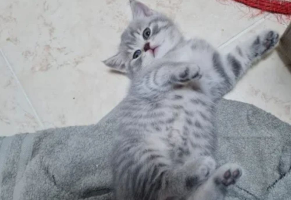 Шотландские котята