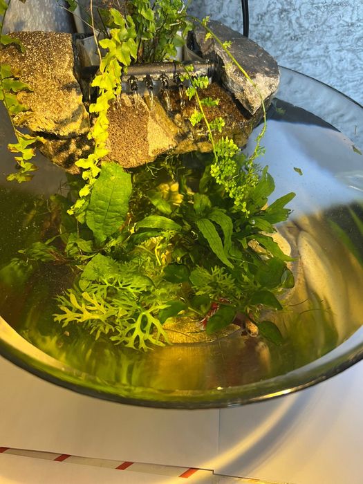 Acvariu-bol  ptr betta