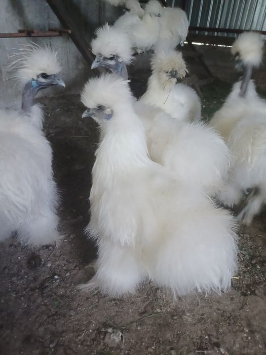 Oua de matase japonza disponibile