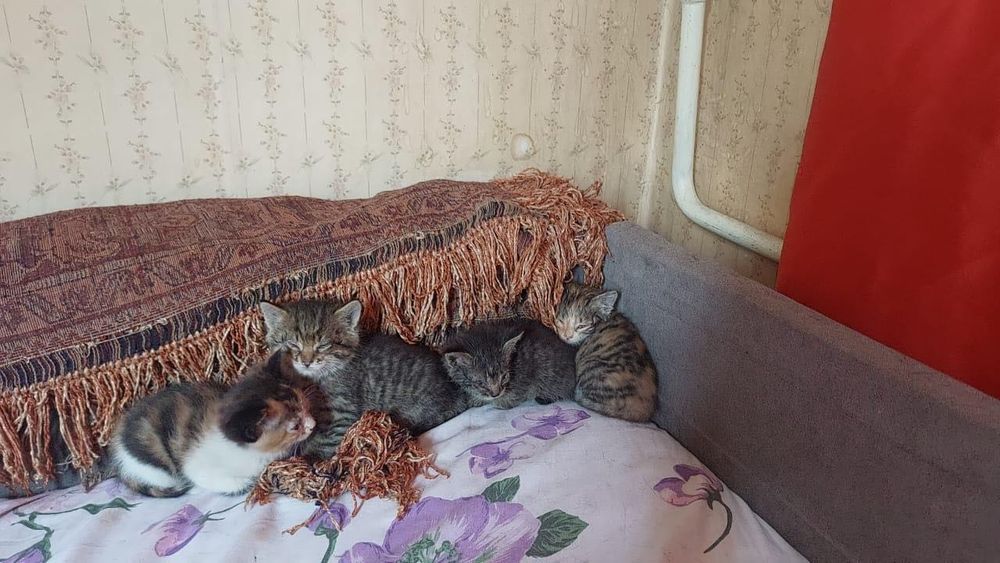 Отдам котят в хорошие добрые руки