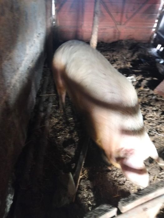 Продам Свиней живьём