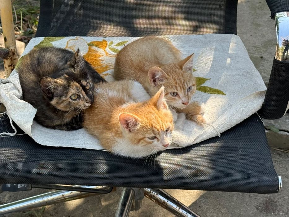 Отдам котят в добрые руки!