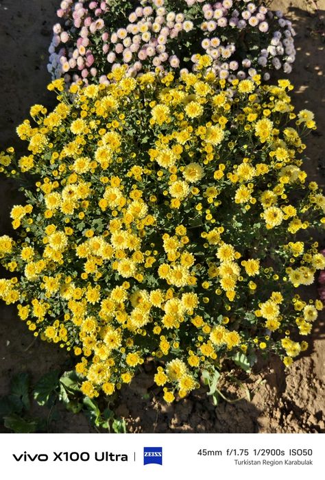 Хризантема Глобус