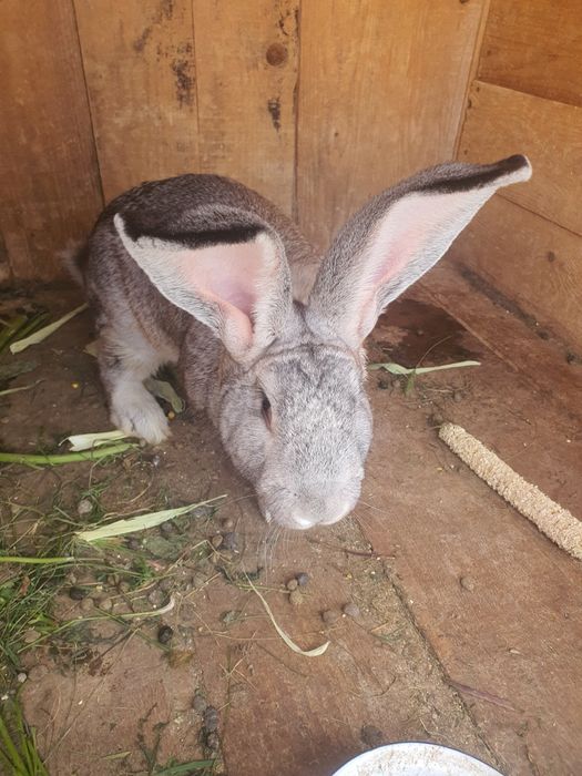 Vând femela și mascul rasa Uriaș German