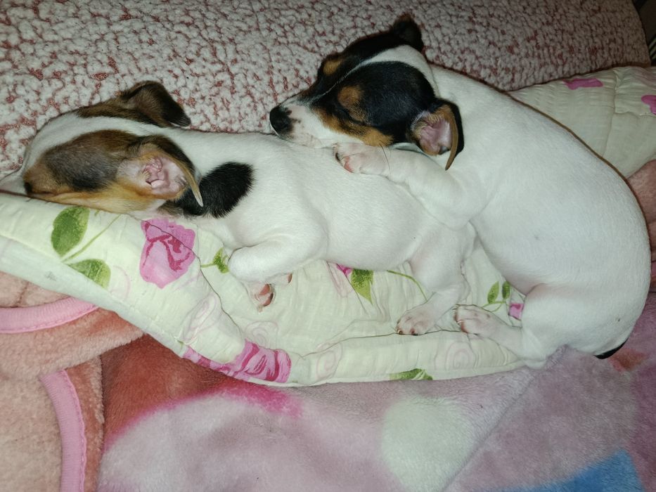 Джак ръсел мини териер