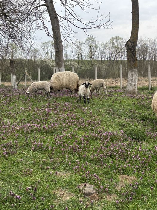 Lichidare gospodină – 4 oi Țurcane + 5 miei Premium