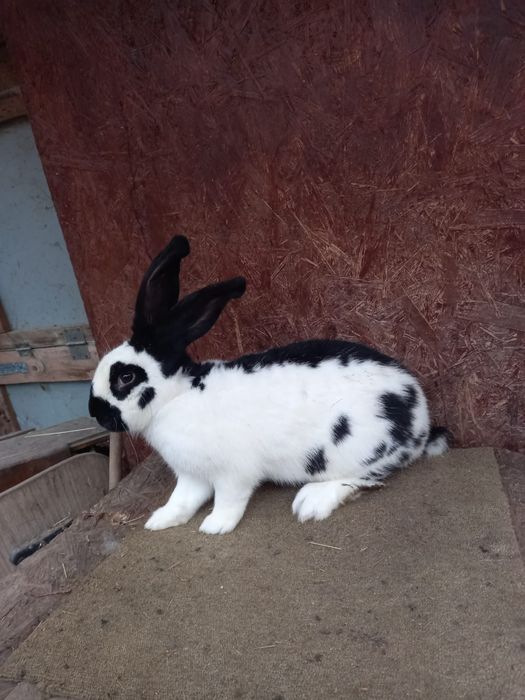 Femele fluture german