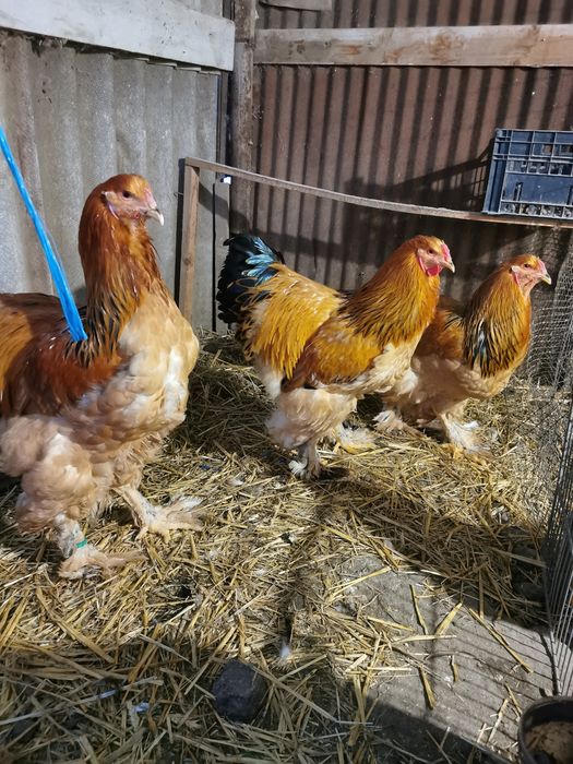 Vând cocoși brahma columbia   hi și potarnichiu
