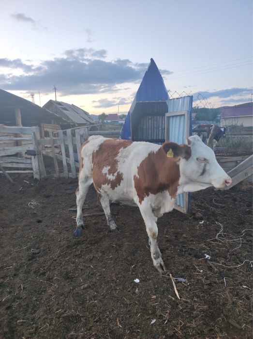 Продам телят. Бычки, тёлочки