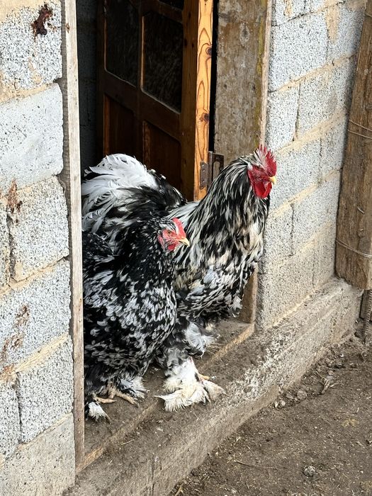 Продам мраморного кохинхина