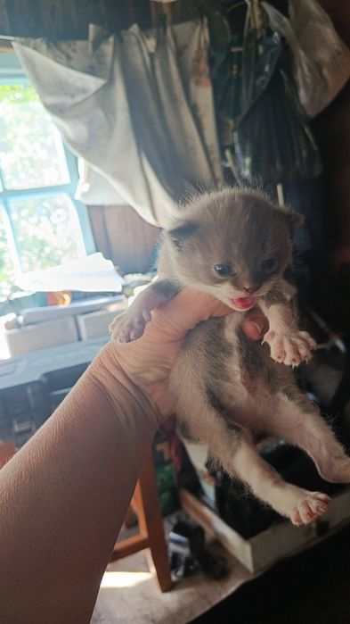 Отдам веслоухих котят