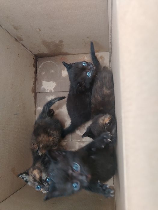 Отдам котят в добрые руки