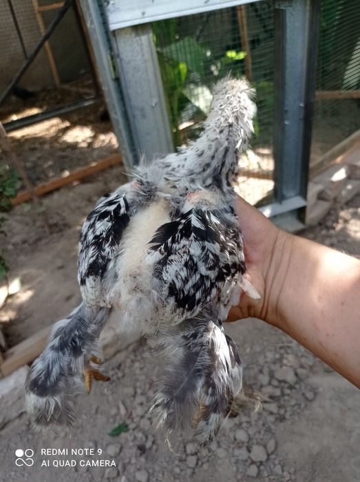 Брама жужалари сотилади.