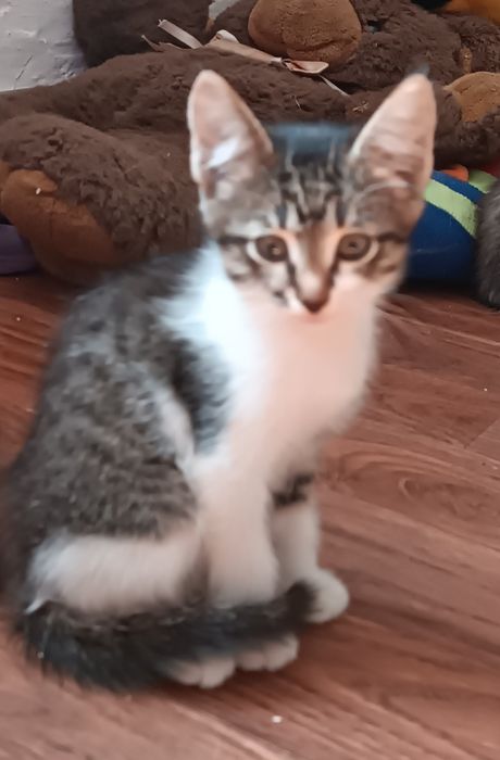 Отдам котят в добрые руки срочно