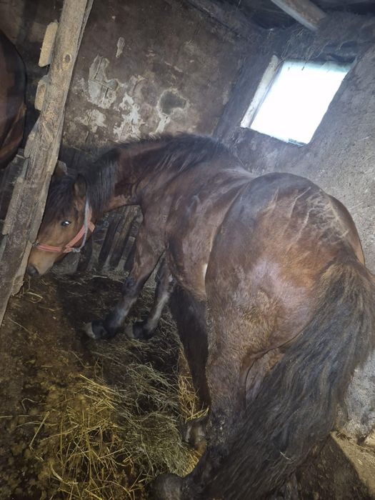 De vânzare  un cal..