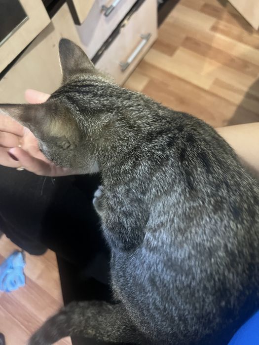 Кошка девочка серая