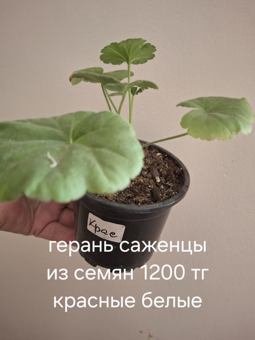 Комнатные растения домашние