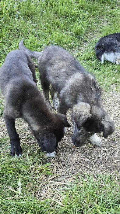 Catelusi spre adoptie