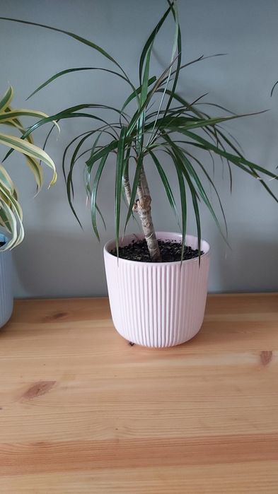 Комнатные   цветы