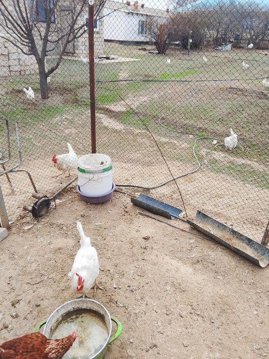 Тауықтар сатылады