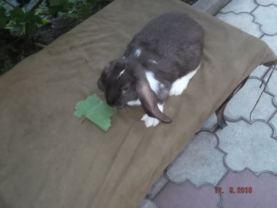 кролики французкий баран