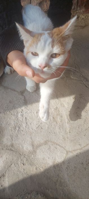 Кот мульти дружелюбный без породы