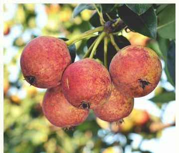 Par(Soiul Busuioace )