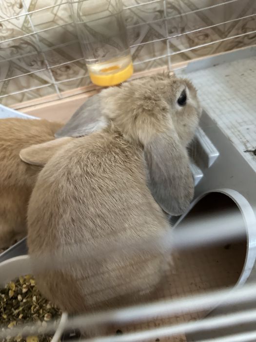 Декоративные кролики