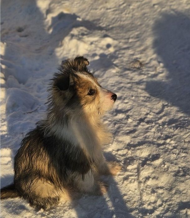 Отдам щенка 2,5 месяца